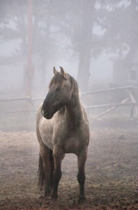 Mustang in the Mist Photo by Lee Very