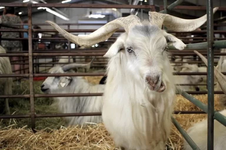 Estes-Park-Wool-Market.